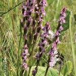 Disperis tysonii