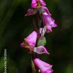Disperis tysonii by Lourens Grobler