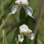 Disperis wealei