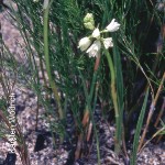 Eulophia aculeata**