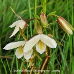 Eulophia bainsii by Duncan McFarlane