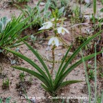 Eulophia bainsii**