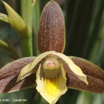 Eulophia coddii by Daniel Koen