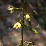 Eulophia coddii