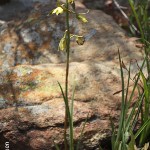 Eulophia coddii by Daniel Koen