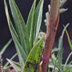 Eulophia cooperi