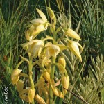 Eulophia cooperi by Gerrit van Ede