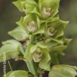 Eulophia foliosa by Lourens Grobler 