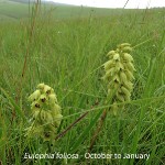 Eulophia foliosa by Lourens Grobler 