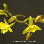 Eulophia inaequalis by Duncan McFarlane