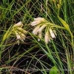 Eulophia leontoglossa**