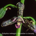 Eulophia meleagris by Karsten Wodrich