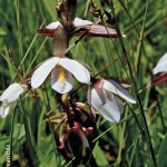 Eulophia ovalis