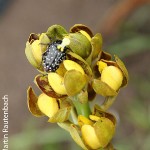Eulophia parviflora short spur by Martin Rautenbach 