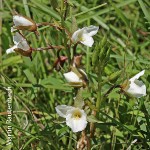 Eulophia schnelliae**