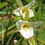 Eulophia schnelliae by Martin Rautenbach 