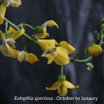 Eulophia speciosa by Duncan Mc Farlane