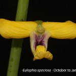 Eulophia speciosa by Duncan Mc Farlane
