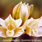 Eulophia tabularis**