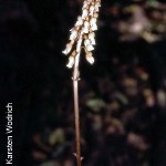 Gastrodia sesamoides by Karsten Wodrich