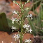 Habenaria caffra