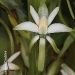 Habenaria a-g