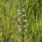 Habenaria dives
