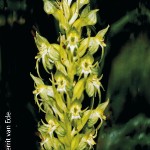 Habenaria dregeana