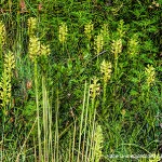 Habenaria epipactidea