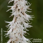Holothrix scopularia by Lourens Grobler 