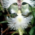 Huttonaea grandiflora