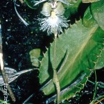 Huttonaea grandiflora by Oskar Kurze