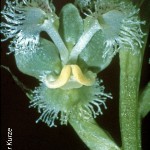 Huttonaea pulchra
