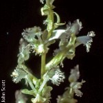 Huttonaea pulchra by John Scott