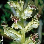 Huttonaea