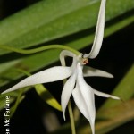 Jumellea walleri by Duncan Mc Farlane