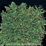 Liparis remota