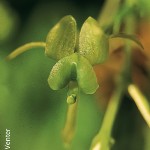 Liparis remota by HJ Venter