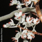 Microcoelia aphylla by Hendrelien Peters