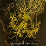 Mystacidium gracile by Duncan McFarlane