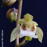 Oeceoclades maculata by Duncan Mc Farlane