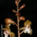Oeceoclades