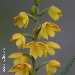 Polystachya pubescens