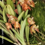 Polystachya sandersonii