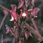 Polystachya transvaalensis