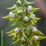 Polystachya zambesiaca