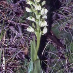 Pterygodium leucanthum by Oskar Kurze