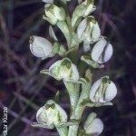 Pterygodium leucanthum