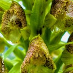 Pterygodium magnum