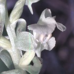 Pterygodium pentherianum